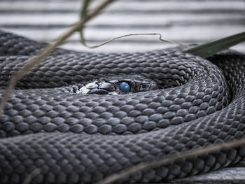 Close-up of lizard