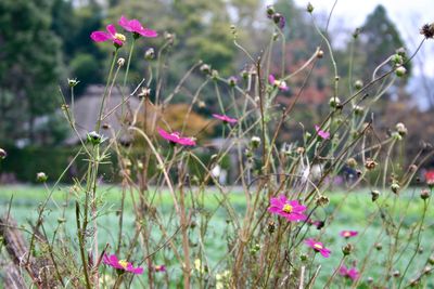 Close-up of flowers blooming outdoors