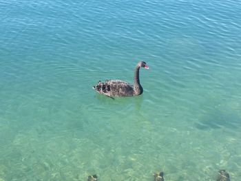 Fish swimming in sea