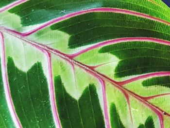 Close-up of green leaves on plant