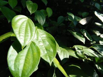 Close-up of green leaves