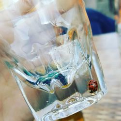 Close up of plant against blurred background