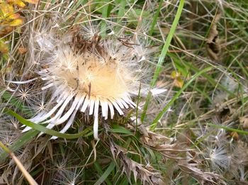 Close-up of dandelion on field