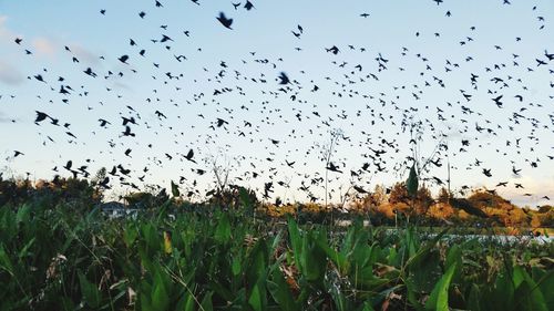 Flock of birds flying over field