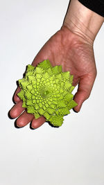 Close-up of hand holding leaf over white background