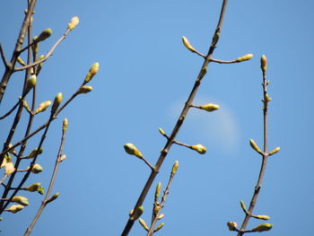 Low angle view of a tree against blue sky