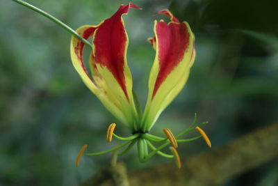 Close-up of red flowering plant