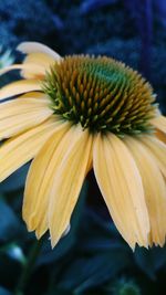 Close-up of yellow flower