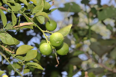 Close-up of berries growing on tree