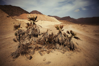 Scenic view of desert against sky