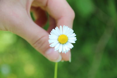 Close-up of hand holding flower