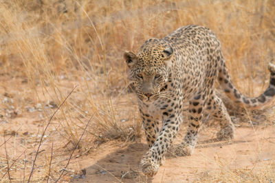 View of a cat on ground