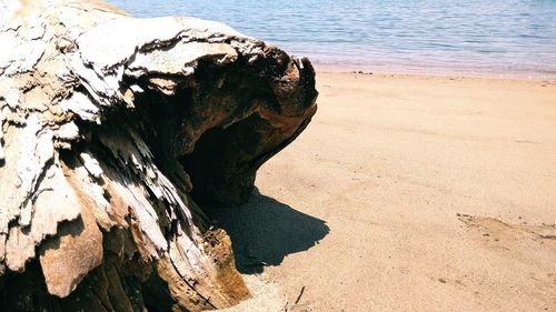 Driftwood on beach