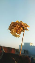 Close-up of flower against clear sky