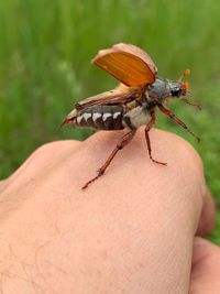 Close-up of butterfly on hand