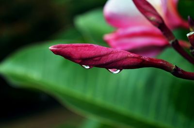 Close-up of wet red flower