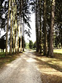 Empty road along trees