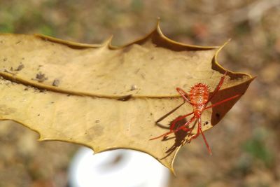 Close-up of leaves