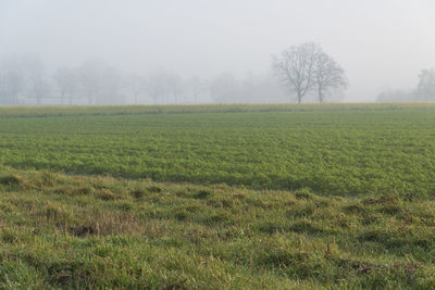 Scenic view of grassy field against sky