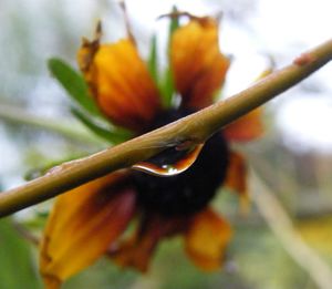 Close-up of wet flower