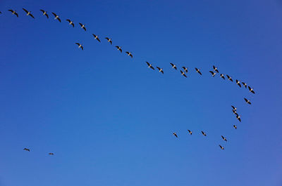 Low angle view of birds flying in sky