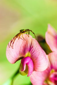 Close-up of insect on pink flower