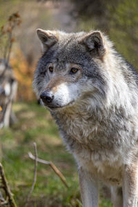 Close-up of an animal