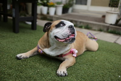 Portrait of dog sitting on grass