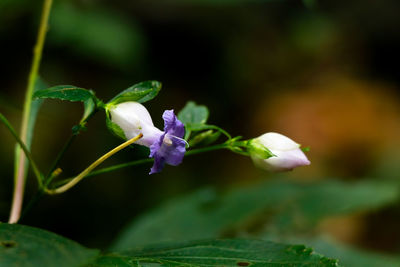 Close-up of purple flowering plant