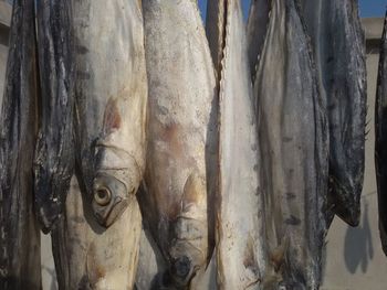 Close-up of fish drying outdoors