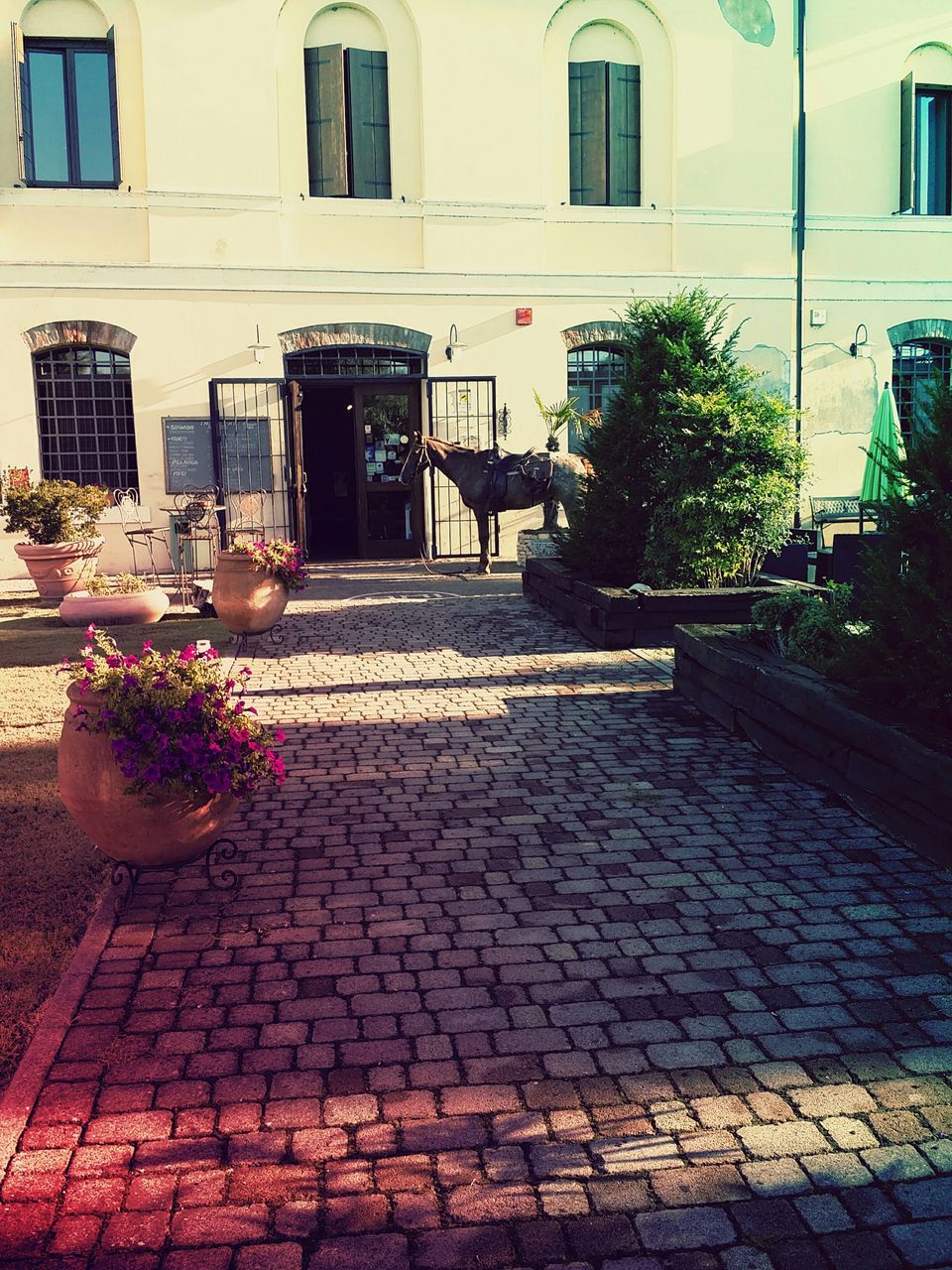 building exterior, architecture, built structure, cobblestone, paving stone, street, sidewalk, city, footpath, sunlight, pavement, house, residential building, building, outdoors, residential structure, day, shadow, window, potted plant