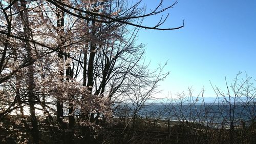 Bare trees on field