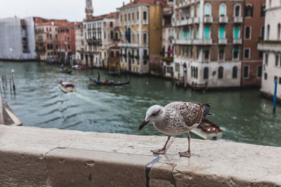 Young seagull on the bank of the canal grande, venice, italy
