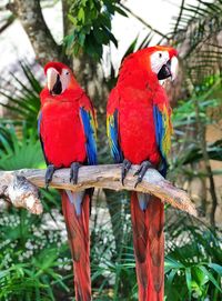 View of parrot perching on branch