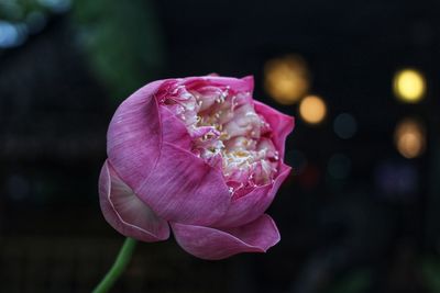 Close-up of pink rose