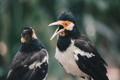 Close-up of birds perching