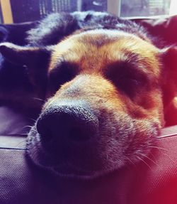 Close-up of dog sleeping