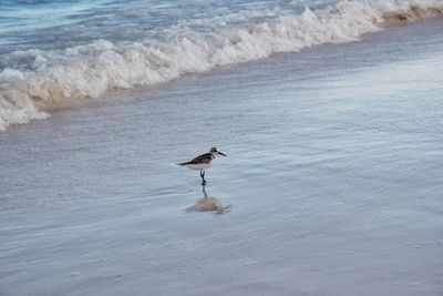 High angle view of seagull on beach