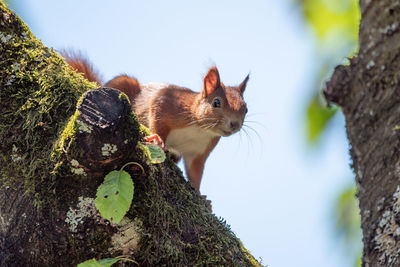 Low angle view of squirrel on tree trunk against sky