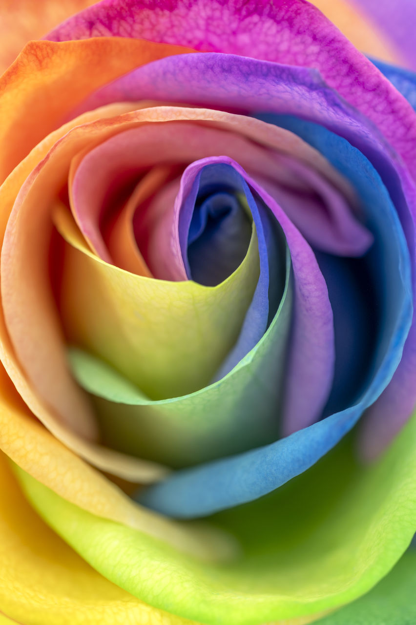 CLOSE-UP OF PURPLE ROSE