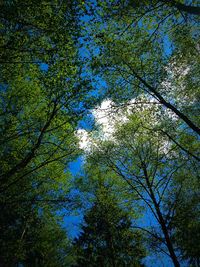 Low angle view of trees