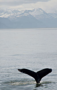 Humpback whale diving in sea