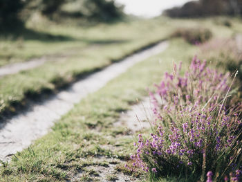 Close-up of purple flowering plants on field