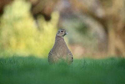 Bird on a field