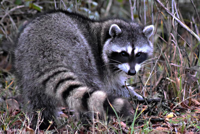 Close-up portrait of raccoon on grassy field