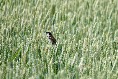 Bird perching on a field