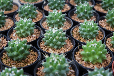 High angle view  cactus for sale at market