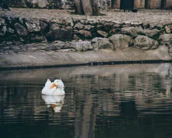 Swan swimming on lake