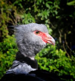 Close-up of gray bird looking away