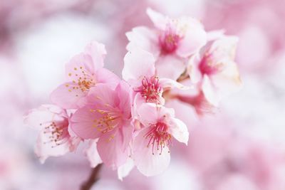 Close-up of pink cherry blossom